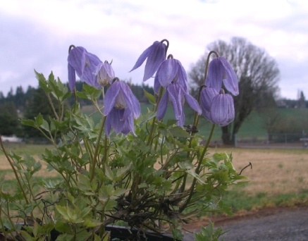 Clematis columbiana var. tenuiloba©S.Kaito