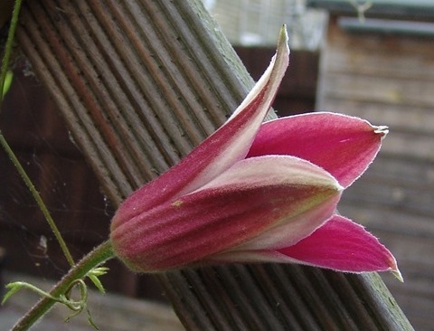 Clematis 'Princess Diana'©Roy Nunn