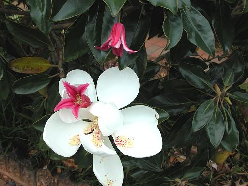 Clematis 'Princess Diana'©Lyndy Broder