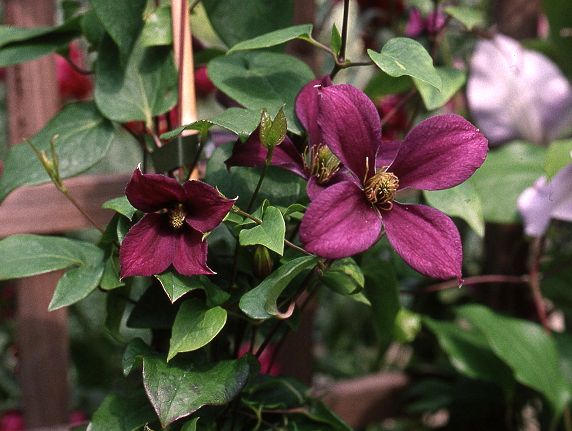 Clematis 'Lord Herschell'©Mike Brown
