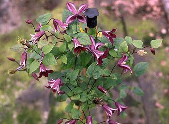 C. 'Lord Herschell'©Mike Brown