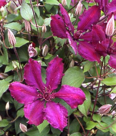 Clematis 'Honora'©Linda Beutler