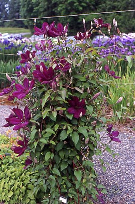 C. 'Honora'©Linda Beutler