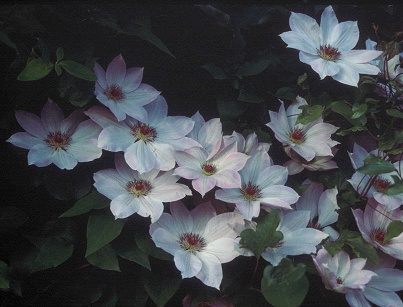 C. 'Dawn'&copy;Berit Kristine &Oslash;stby