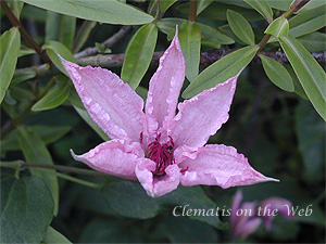 C. 'Hagley Hybrid'©Ian Lang/Clematis on the Web