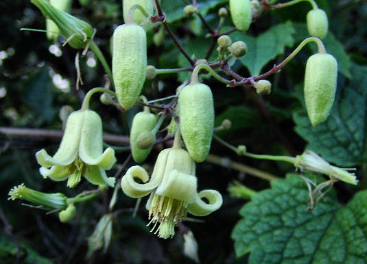 C. connata©Roy Nunn