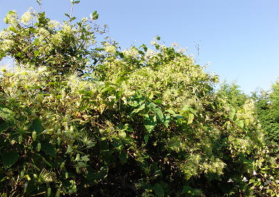 Clematis connata©Roy Nunn