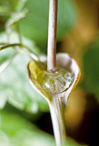 Clematis connata - cone shaped disc at the node©Roy Nunn