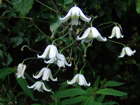 Clematis 'Kaiu'&copy;Roy Nunn