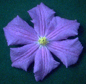 Clematis 'Perle d'Azur'