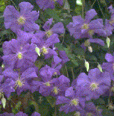 Clematis 'Perle d'Azur'