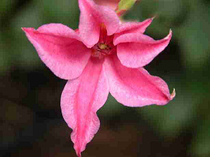 Clematis 'Duchess of Albany'&copy;Lyndy Broder