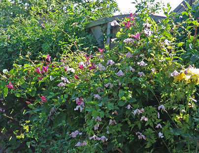 Clematis viticella 'Rosea'©Roy Nunn