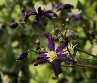 C.× aromatica&copy;Ton Hannink
