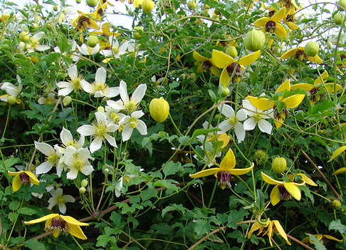C. 'Anita' growing with C. 'Kugotia' GOLDEN TIARA®©Roy Nunn