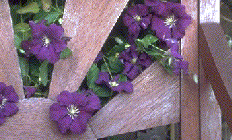 C. 'Etoile Violette'