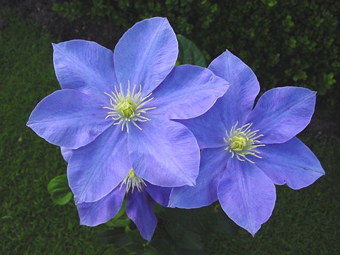 Clematis 'Fujimusume'©Ton Hannink