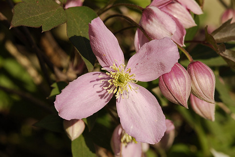Clematis 'Fragrant Spring'&copy;Ton Hannink