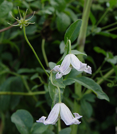 C. viticella subsp. campaniflora©Ton Hannink