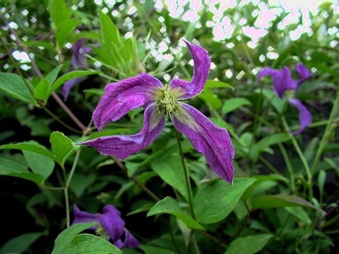 C. viticella subsp. campaniflora seedling©Ton Hannink