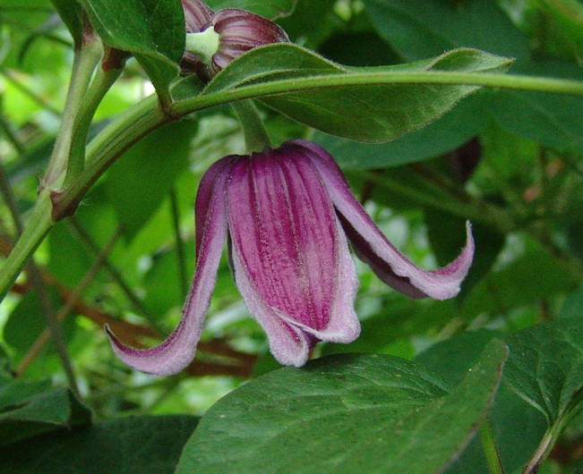 Clematis 'Jan Fopma'©Roy Nunn