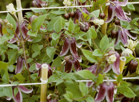 Clematis 'Jan Fopma' at J. van Zoest nursery, Boskoop, Holland©Roy Nunn