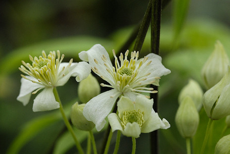 Clematis trichotoma©Ton Hannink