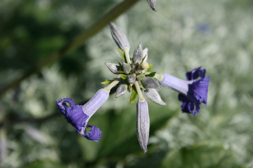 Clematis heracleifolia 'Cassandra'©Nursery Böttcher, Belgium