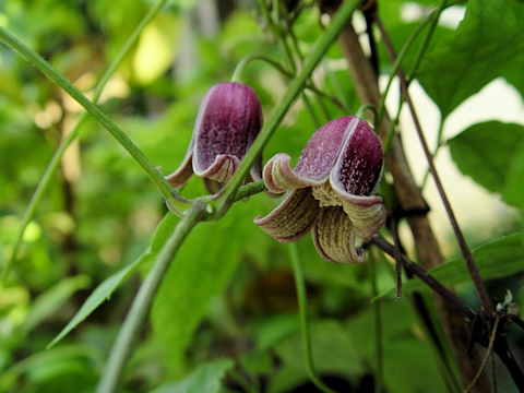 Clematis japonica©Ton Hannink