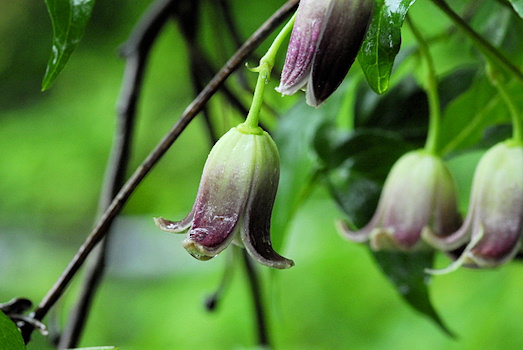 Clematis japonica photographed at nursery of Mr Yamaguchi, Japan, 2008©Ton Hannink