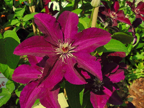 Clematis 'Stasik'©Ton Hannink