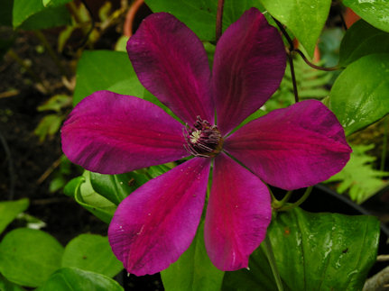Clematis 'Stasik'©Ton Hannink