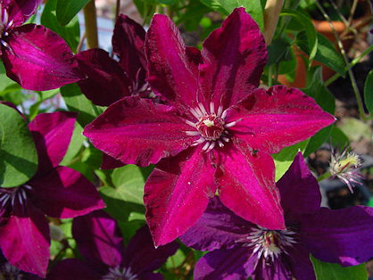 Clematis 'Stasik'©Ton Hannink