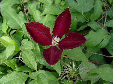Clematis 'Stasik'©Ton Hannink
