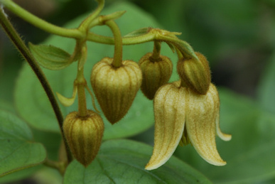 C. leschenaultiana©Ton Hannink