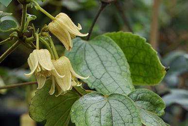 C. leschenaultiana©Ton Hannink