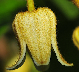 C. leschenaultiana©Ton Hannink