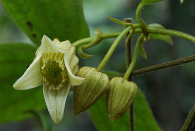 C. leschenaultiana©Ton Hannink