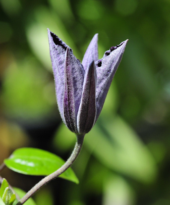C. 'Rasputin'©Ton Hannink