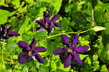 C. 'Rasputin'©Ton Hannink