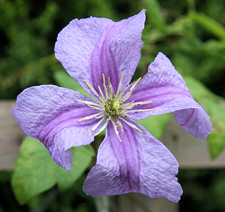 C. 'Emilia Plater'©Ken Woolfenden