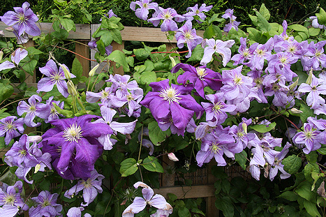 C. 'Emilia Plater'©Ken Woolfenden