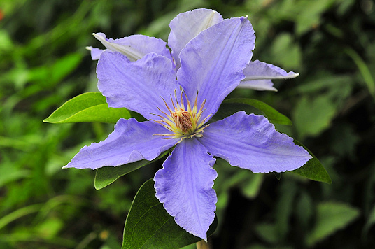 Clematis lanuginosa&copy;Ton Hannink