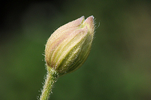 C. chrysocoma Franchet. bud&copy;Ton Hannink