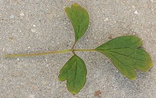 C. chrysocoma Franchet. leaves&copy;Ton Hannink