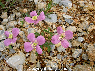 C. chrysocoma Franchet. in the wild&copy;Harry Jans