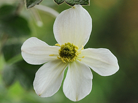 Clematis Gallery 163 - International Clematis Society