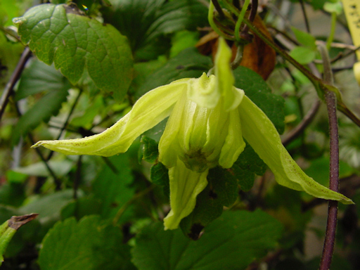 C. chiisanensis 'Love Child'©Ton Hannink