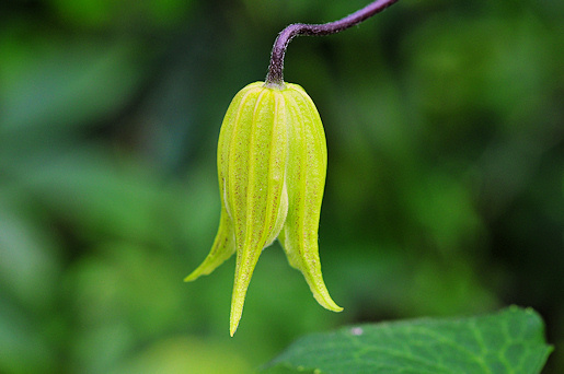 C. chiisanensis 'Love Child'©Ton Hannink