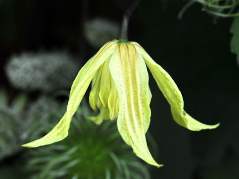 C. chiisanensis 'Love Child'©Ton Hannink